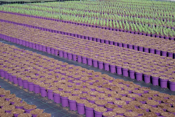 Plantas jovens — Fotografia de Stock