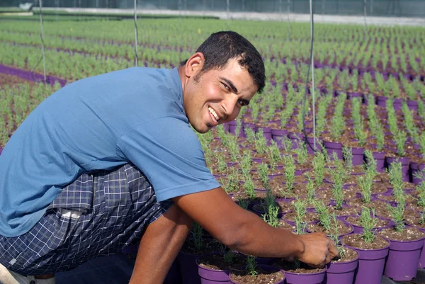 Landarbeiter bereitet neue Pflanzen vor — Stockfoto