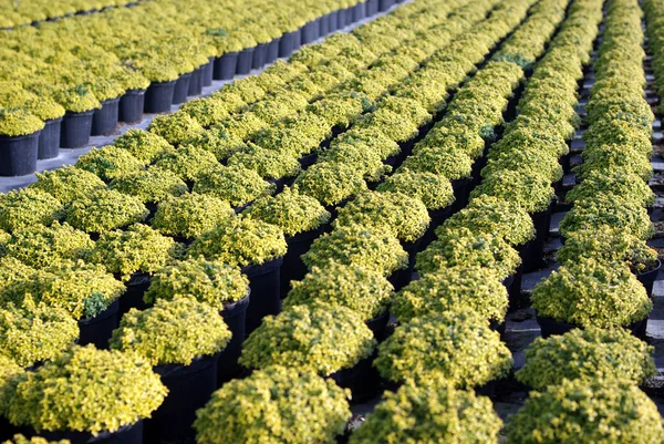 Plantas jóvenes — Foto de Stock