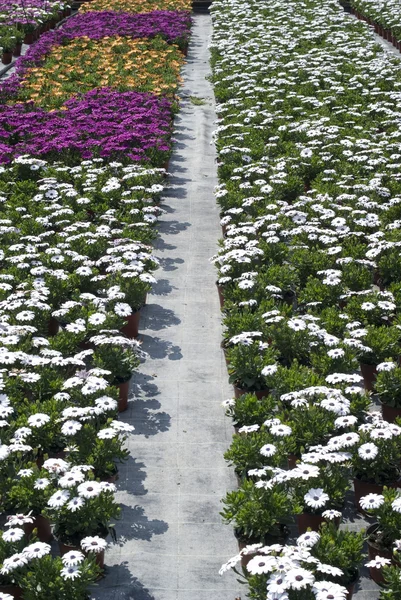 Flowers in greenhouse — Stock Photo, Image