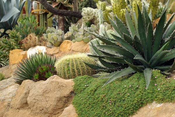 Cactus garden — Stock Photo, Image