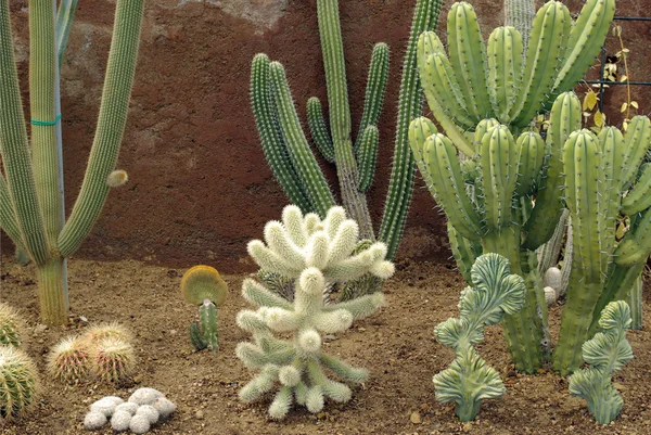 Macizo de flores del cactus —  Fotos de Stock