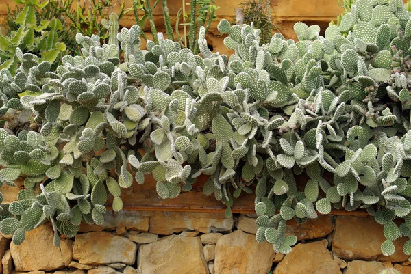 Macizo de flores del cactus —  Fotos de Stock