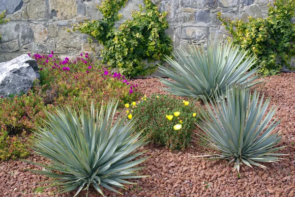 Macizo de flores — Foto de Stock