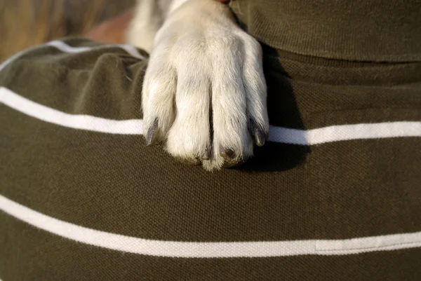 Zampa di cane — Foto Stock