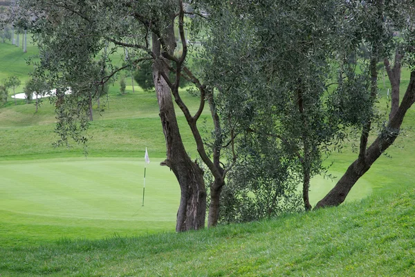 Olivo al campo da golf — Foto Stock