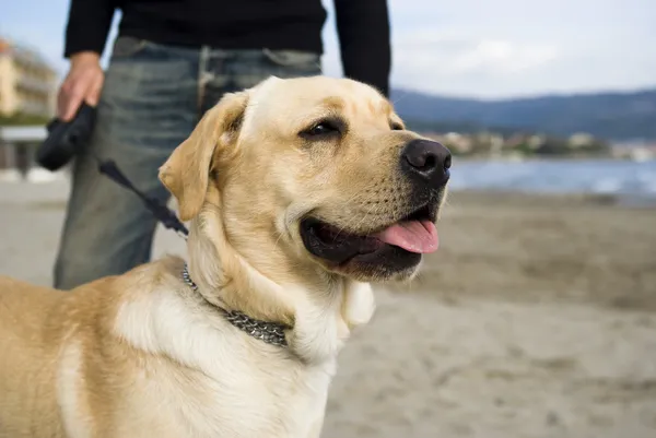 Labrador na vodítku — Stock fotografie