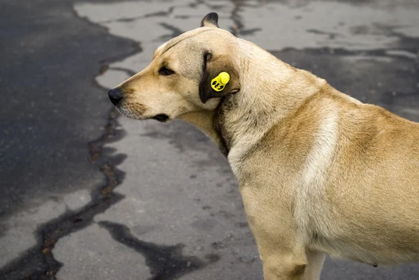 Zwerfhond — Stockfoto