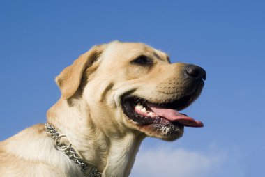 Labrador