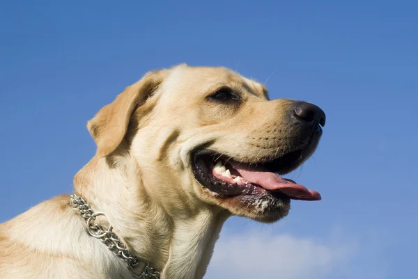 Labrador — Fotografia de Stock