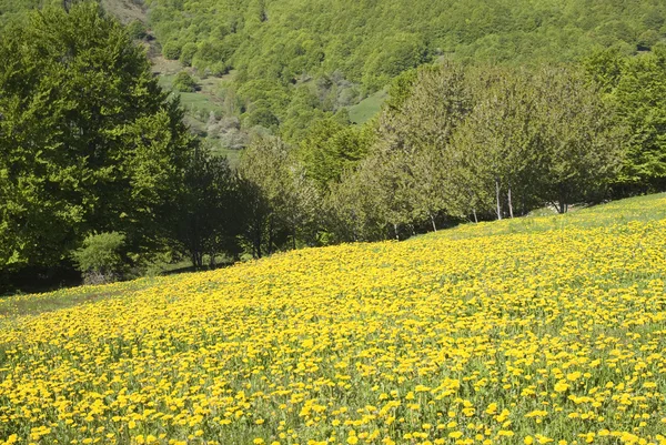 Springtime in mountains — Stock Photo, Image