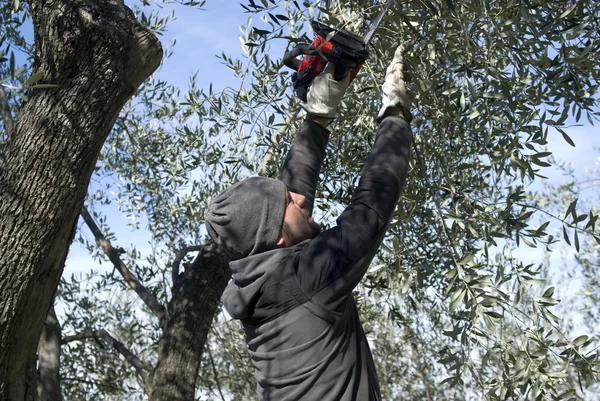 Potatura delle olive — Foto Stock