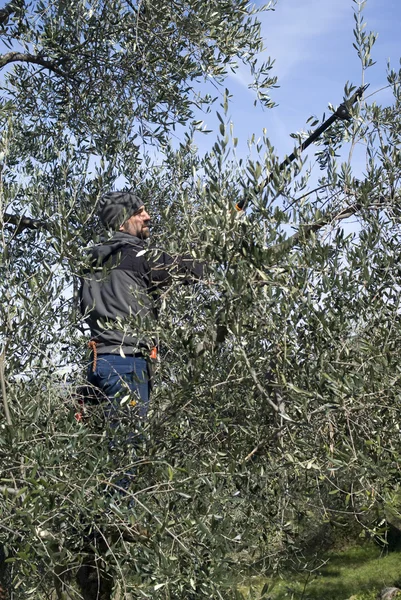 Przycinania drzew oliwnych — Zdjęcie stockowe