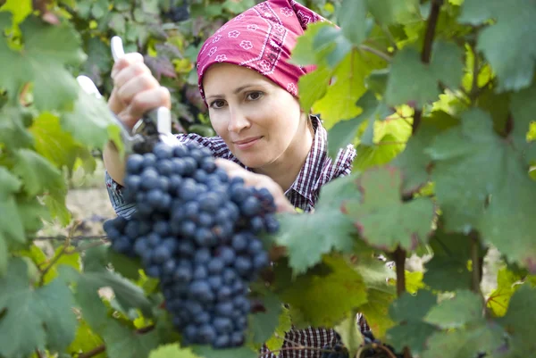 Mujer recogiendo uvas — Foto de Stock