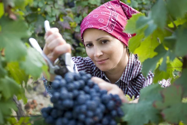 Vrouw plukken druiven — Stockfoto