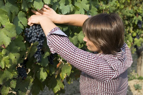 Woman picking grapes — Stock Photo, Image