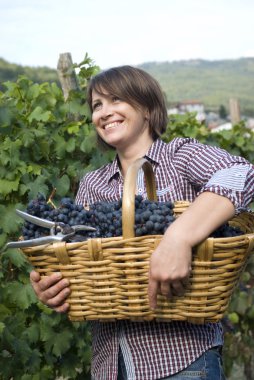 üzüm bağları çalışan kadın