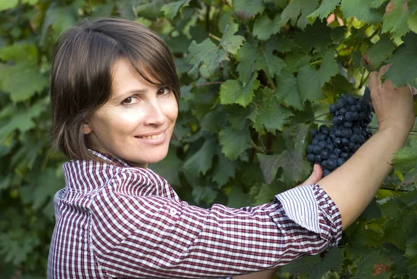 Mujer recogiendo uvas — Foto de Stock