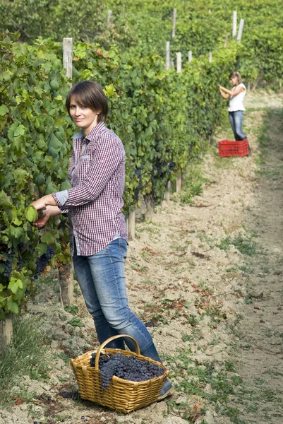 Vrouw plukken druiven — Stockfoto