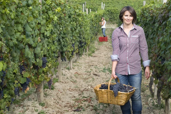 Vrouw die werkt in de wijngaarden — Stockfoto