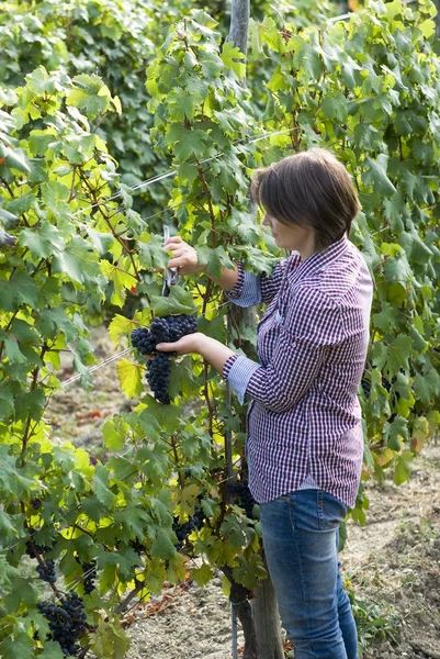 Vrouw plukken druiven — Stockfoto