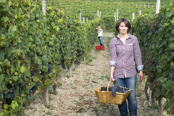 Mujer trabajando en los viñedos Imagen de stock