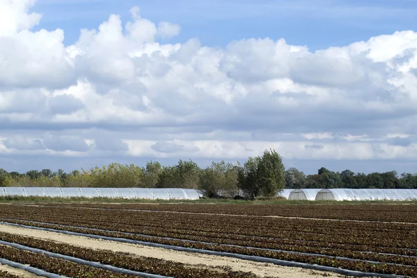 Agrarische landschap — Stockfoto