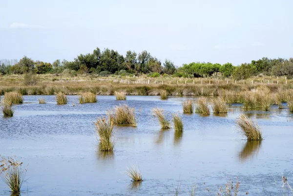 Regional Nature Park of the Camargue, France — Stock Photo, Image