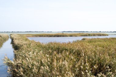 Camargue vahşi manzara sonbahar