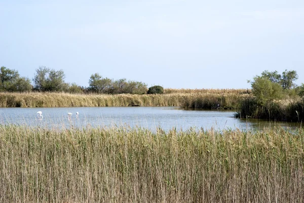 Camargue wild landscape at autumn — Stock Photo, Image