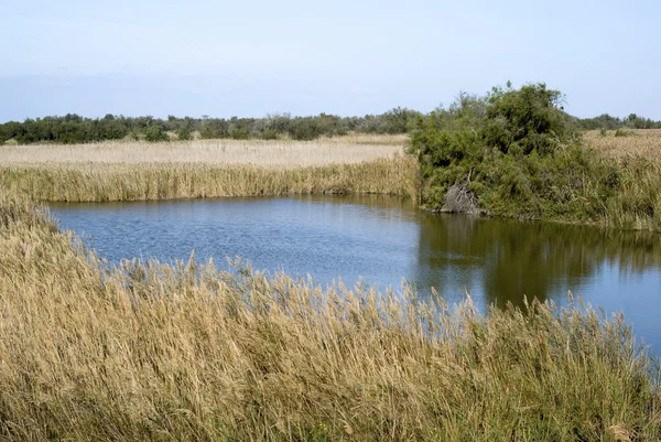 Camargue paisagem selvagem no outono — Fotografia de Stock