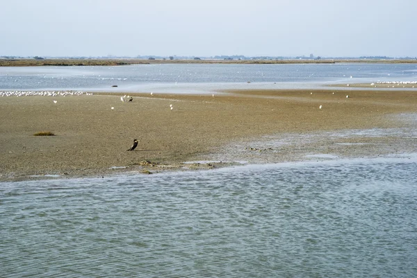 Laguna paisaje de Camargue —  Fotos de Stock