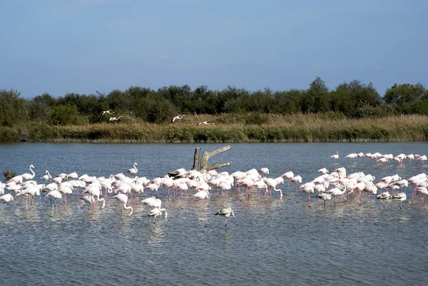 Flock of Flamingos — Stock Photo, Image