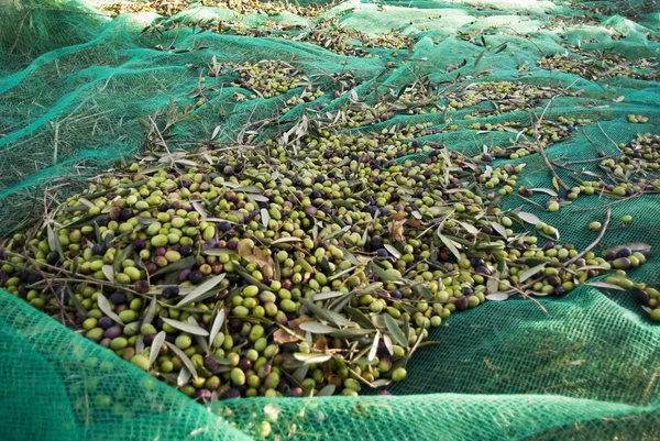 Zbiór oliwek — Zdjęcie stockowe