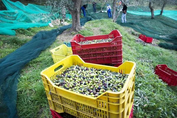 Cosecha de olivo — Foto de Stock