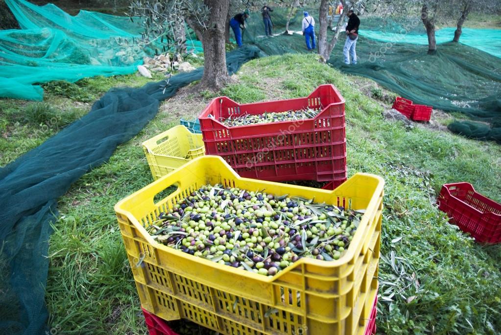 Olive harvest — Stock Photo © surkovdimitri 36366723