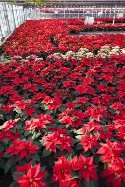 poinsettias sera içinde