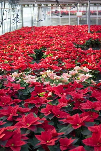 Poinsettias en un invernadero — Foto de Stock