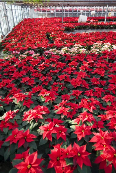 Poinsettias in a greenhouse — Stock Photo, Image