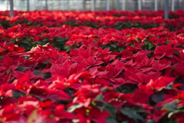 poinsettias sera içinde