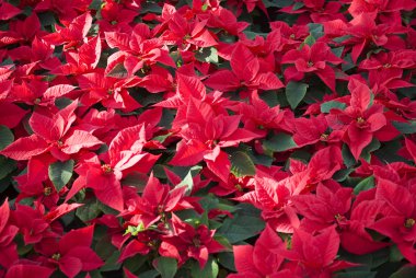 Poinsettias