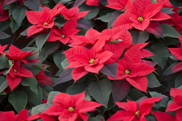 Poinsettias — стокове фото