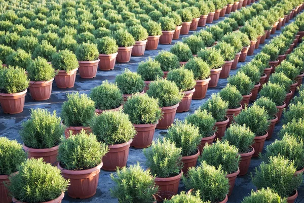 Plantas de cultivo alecrim — Fotografia de Stock