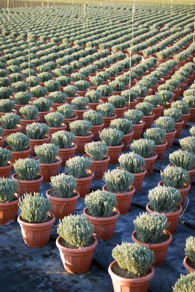 Plantas comerciales que crecen en invernadero — Foto de Stock