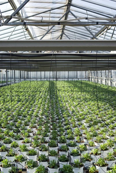 Plantas comerciais crescendo em estufa — Fotografia de Stock