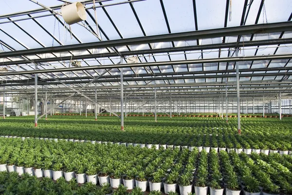 Plantas comerciales que crecen en invernadero — Foto de Stock
