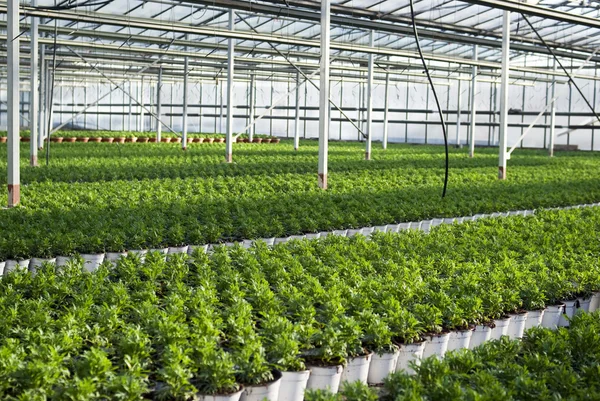 Plantas comerciales que crecen en invernadero — Foto de Stock