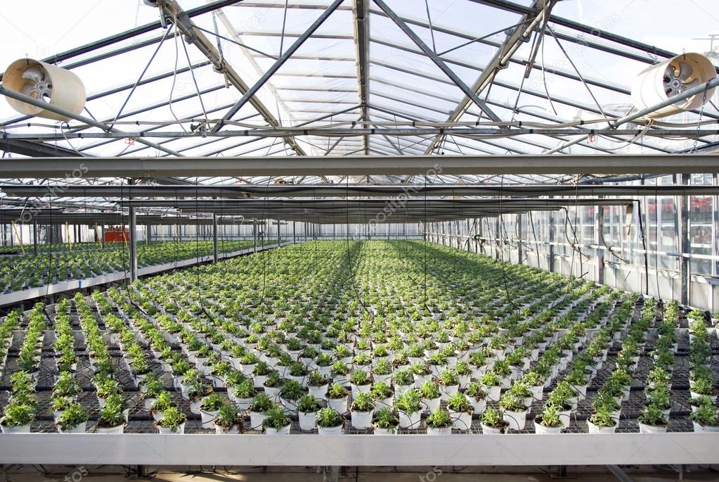 Commercial plants growing in greenhouse