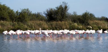 Flamingo sürüsü