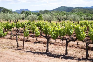 provence genç bağ